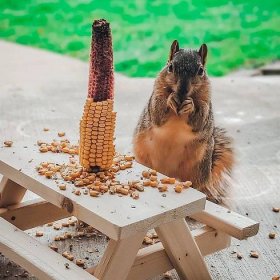 Host a Squirrel Picnic with These Mini Tables for Sale in Grand Rapids