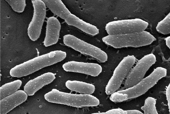 Providencia (bacterium) - Wikipedia