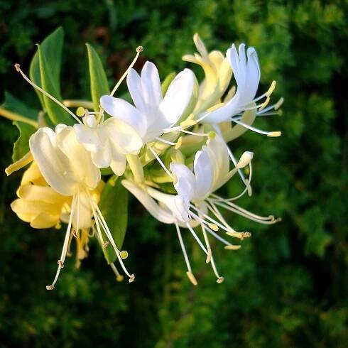 Honeysuckle Is Sweet and a Secret Garden Killer. Here's How to Get Rid of It