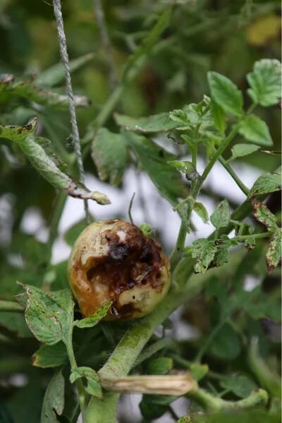 Tomato Hornworms: How To Control & Prevent This Destructive Tomato Pest - Tomato Bible