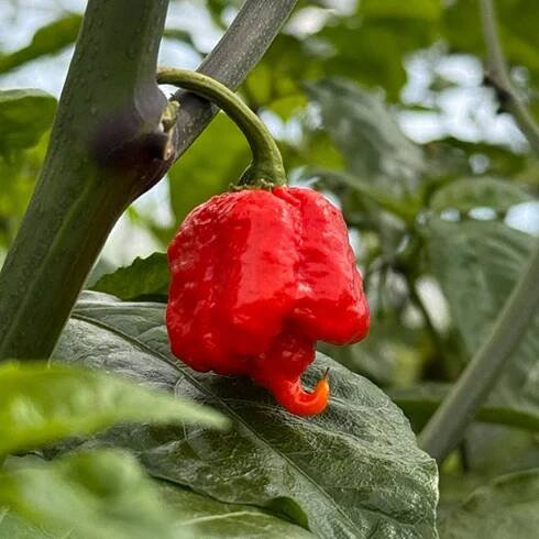 Carolina Reaper Seeds