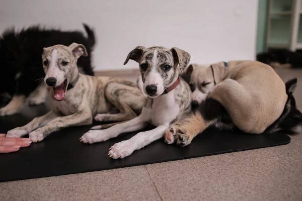Reservation | Pets Yoga Prague