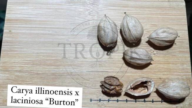 Ovocné netradiční rostliny | Ořechovec hikan, semenáč odrůdy Burton - Carya laciniosa x illinoensis | eshop.tropik.cz
