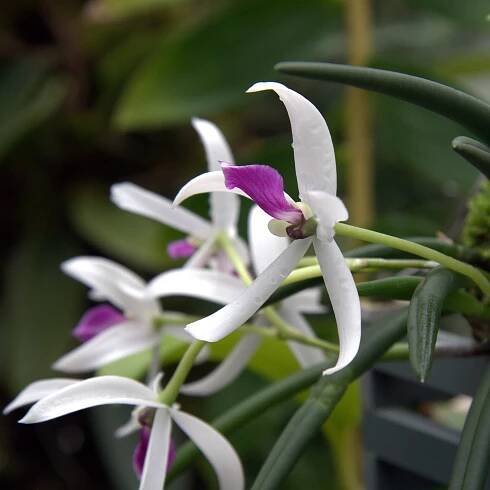 Leptotes