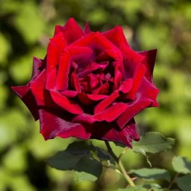Sazenice růže – Růže záhonová červená – Rosa