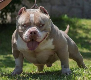 Life Expectancy of American Bully [Quick Facts] - Your Pitbull and You