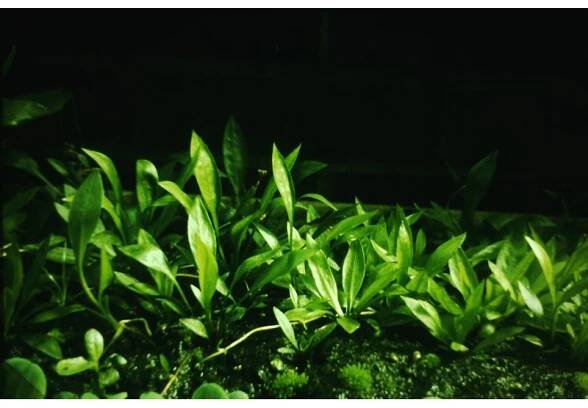 Echinodorus quadricostatus