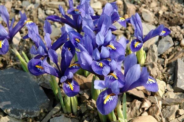 Kosatec síťkovaný (Iris reticulata) Harmony