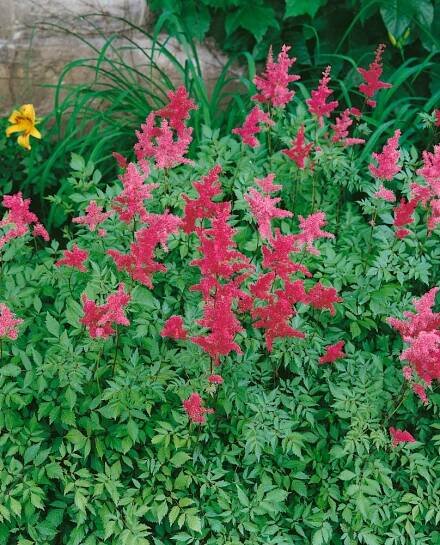 Astilbe arendsii ´Gloria Purpurea´ , Čechrava tmavorůžová, C1