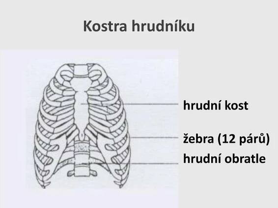 PPT - Kostra = opěrná soustava (Výklad učiva) Počet hodin: 1 5. ročník PowerPoint Presentation - ID:3919366
