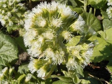 Devětsil bílý (Petasites albus) je rostlina z čeledi hvězdnicov... - dofaq.co