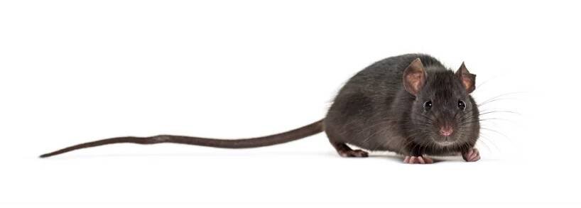 Černá krysa, Rattus rattus, před bílým pozadím — Stock obrázek