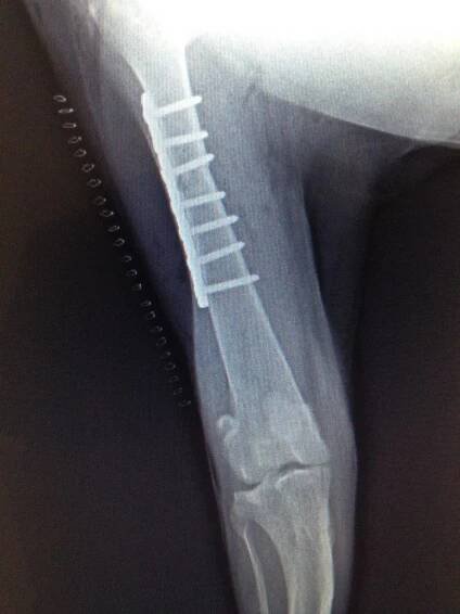 Digital Radiology in Kailua Kona, HI | Keauhou Veterinary Hospital