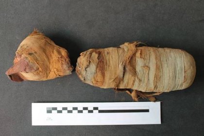 Digitální pitva: Virtuální zkoumání zvířecích mumií