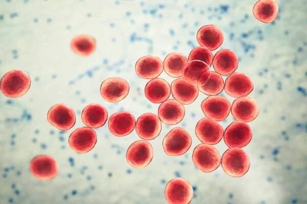 Bakterie rezistentní na meticilin Staphylococcus aureus MRSA, multirezistentní bakterie, 3D ilustrace — Stock obrázek
