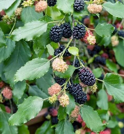 Moruše černá ́MATSUNAGA (MOJO BERRY)® ́ 50-60 cm, kont. 2 l