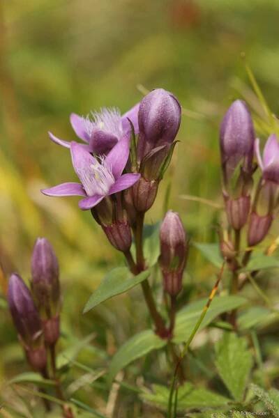 Hořeček fatranský (Gentianella fatrae)