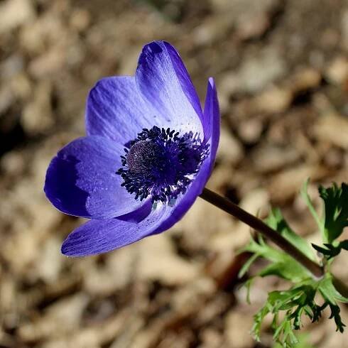 Sasanka Mr. Fokker – Anemone coronaria – sasanky – cibulky – hlízy