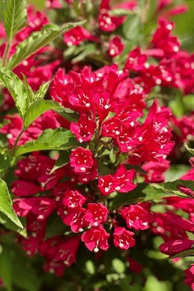Red Prince Weigela Tree