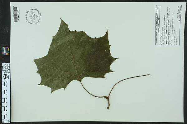 Platanus occidentalis - Species Page - APA: Alabama Plant Atlas 