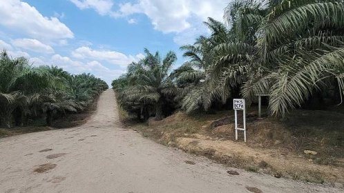 New investigation casts doubt on a Singapore-listed palm oil giant’s green claims - ICIJ