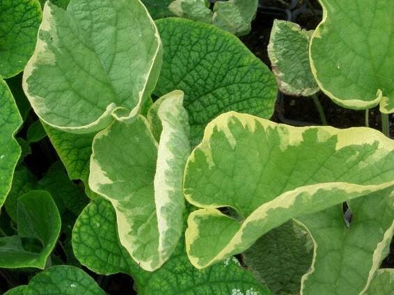 Brunnera macrophylla " Hadspen Cream " - pomněnkovec Zahradnictví Krulichovi - zahradnictví, květinářství, trvalky, skalničky