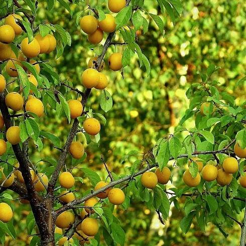 
  Which plum tree?
