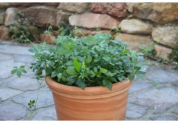 Blu Bio gynostema pětilistá průměr květináče cca 12 cm
