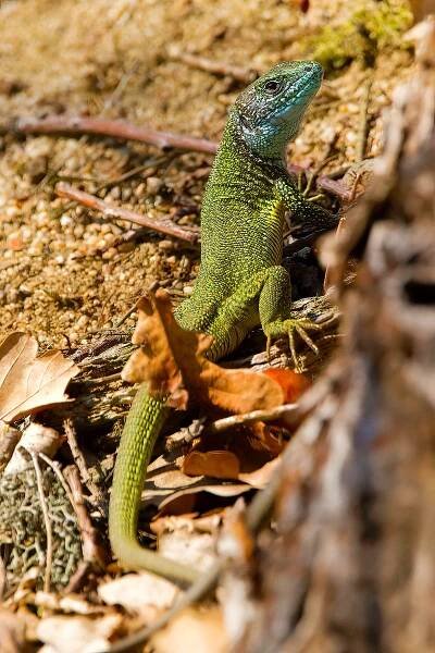 Ještěrka zelená (Lacerta viridis)