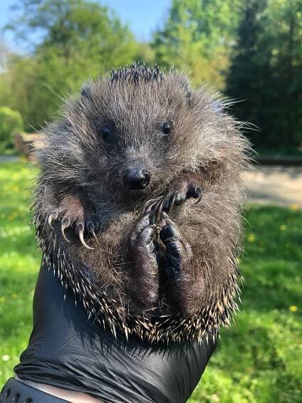 Igel freisetzen – Pfadfinderstamm Wulfila
