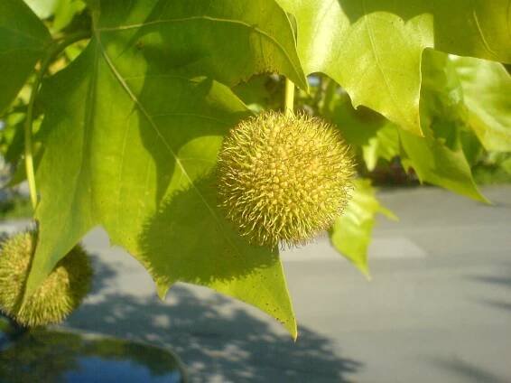 Soubor:Platanus x hispanica.jpg – Wikipedie