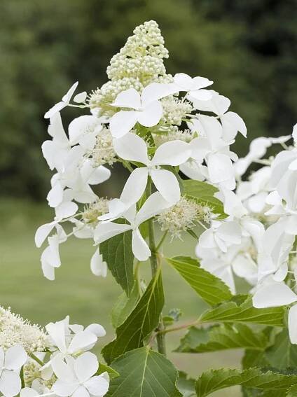 Rispenhortensie 'Kyushu' • Hydrangea paniculata 'Kyushu'