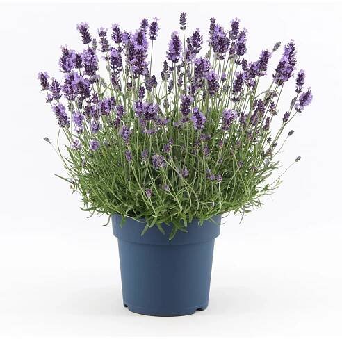 Grow by OBI Levandule "Felice Premium Provence", pr. cca 12 cm