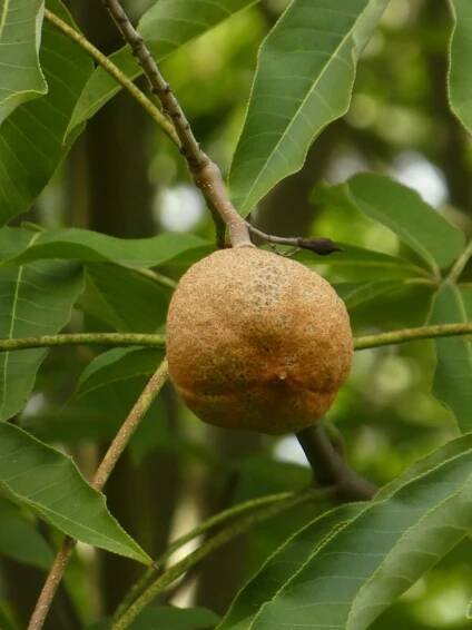 Aesculus chinensis A wilsonii