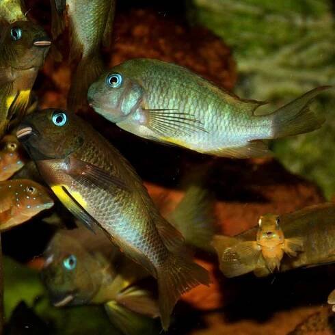 Tropheus sp Katete - Ponuka - Cichlidae