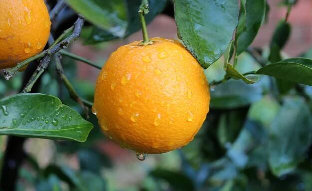 Citrus Sinensis – EUROSTEP