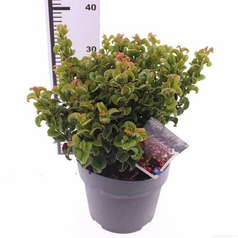 Show details for Leucothoe axillaris 'Curly Red'
