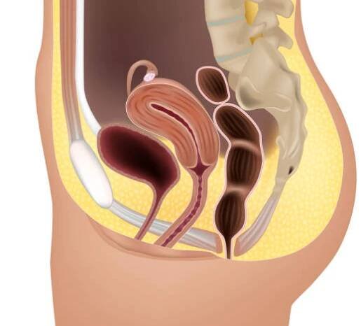 ženský reprodukční systém nebo anatomie urogenitálního systému. genitourinární systém. lékařská ilustrace - velké stydké pysky stock ilustrace