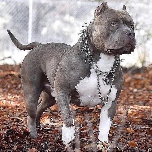 Pitbull Puppies Training