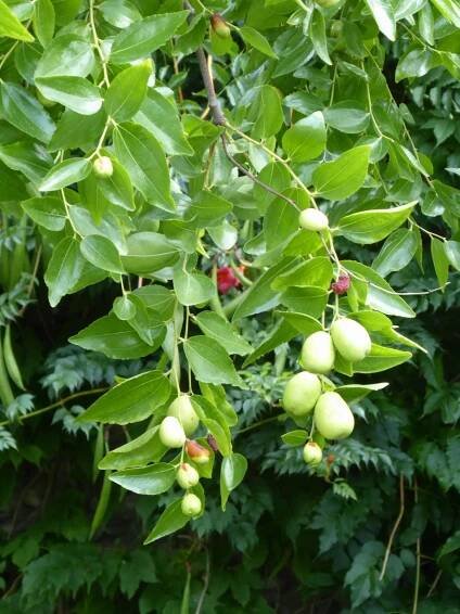 Ziziphus jujuba 'Li'