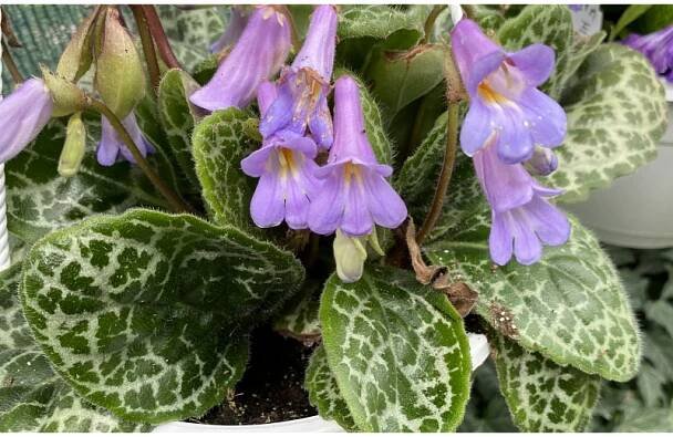 Streptocarpus- Pretty Turtle- tořivka , Hezká želva - Zahradnictví Petro