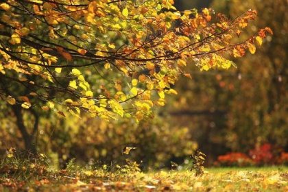 Podzimní pozadí žluté listy, slunce, větve, padající listí — Stock fotografie