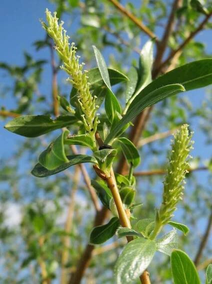 The Tangled History of Willow Tea - Eat The Planet