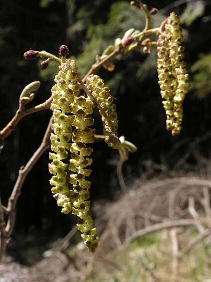 Olše lepkavá - Alnus glutinosa