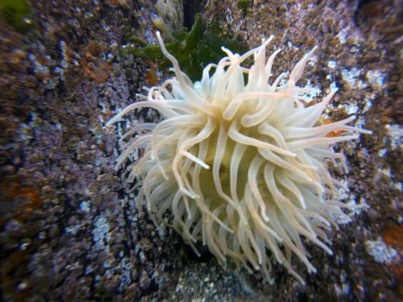 Great White Anemone