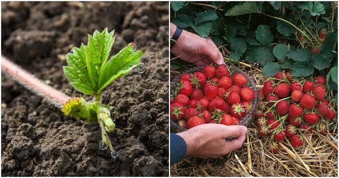 Bleskurychlé množení jahodníku za pomoci odnoží. Záhony budou tak produktivní, že nebudete stíhat trhat úrodu