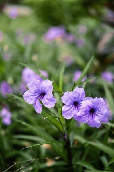 Ohromující Květy Levandule Plumbago V Květu · Základová fotografie zdarma
