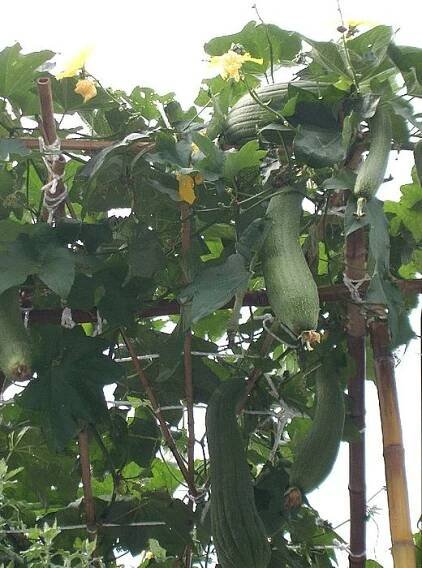 Soubor:Luffa cylindrica1.jpg – Wikipedie