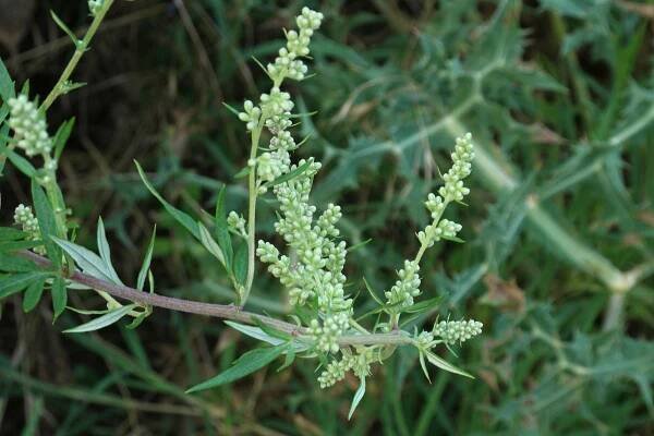 Artemisia vulgaris propiedades