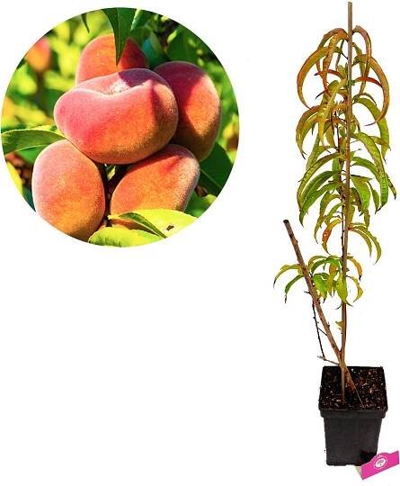Prunus persica 'Donut' divoká broskvoň, otlučená, 5litrový květináč
